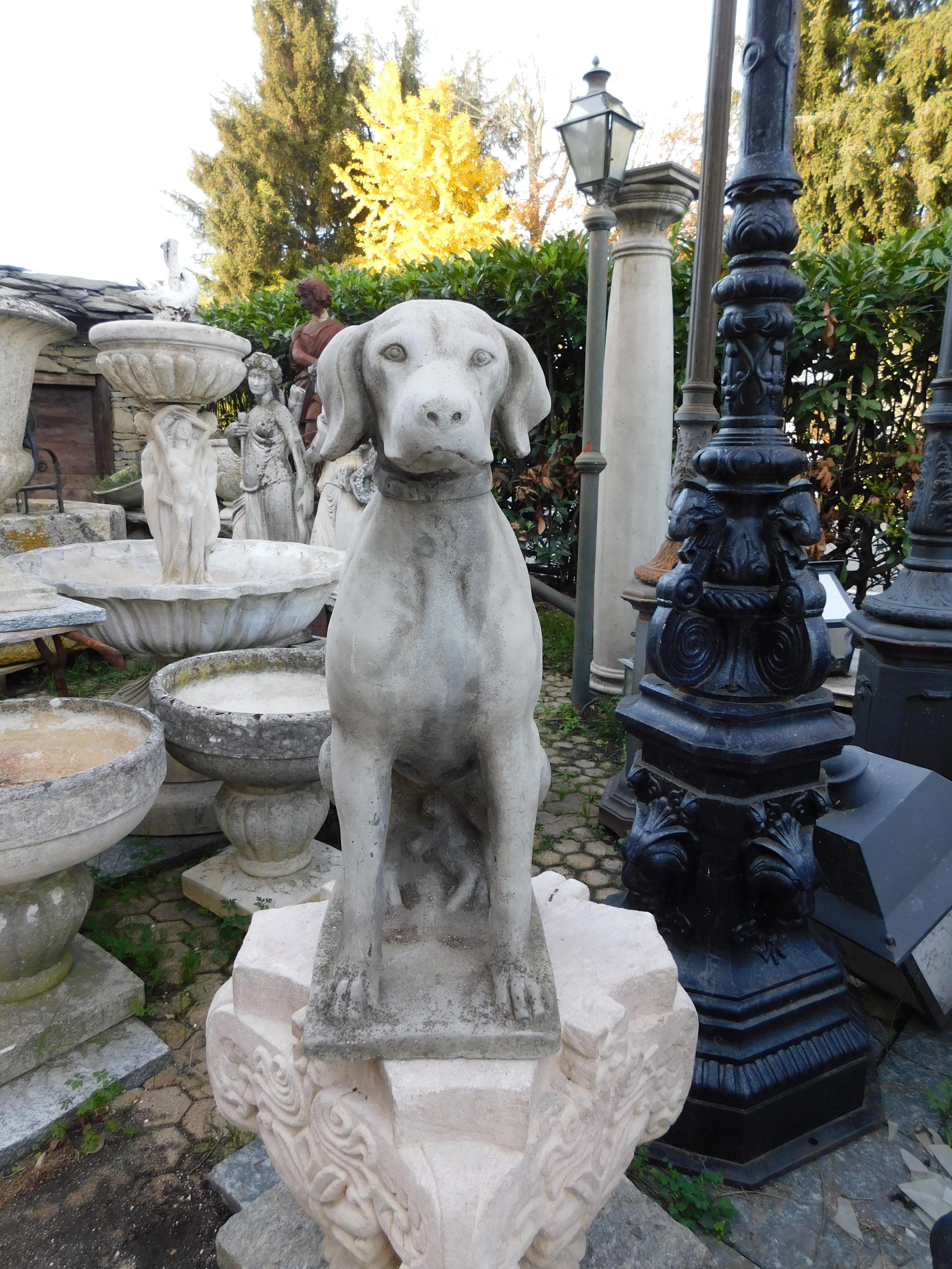 Vintage concrete dog statue, both indoors and outdoors, as garden furniture or in a prestigious entrance, built in Italy in the second half of the 1900s, maximum size cm W 25 x H 72 x D 50