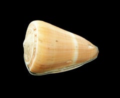 Vintage Conus Seashell Box, Sterling Mounts, Hallmarked, Italy, 20th Century