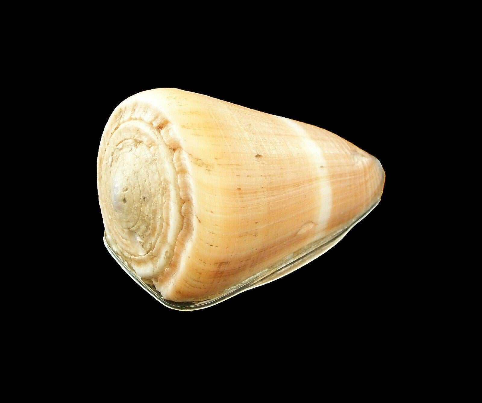 italien Boîte en forme de coquillage de Conus, montures en sterling, poinçonnée, Italie, 20e siècle en vente