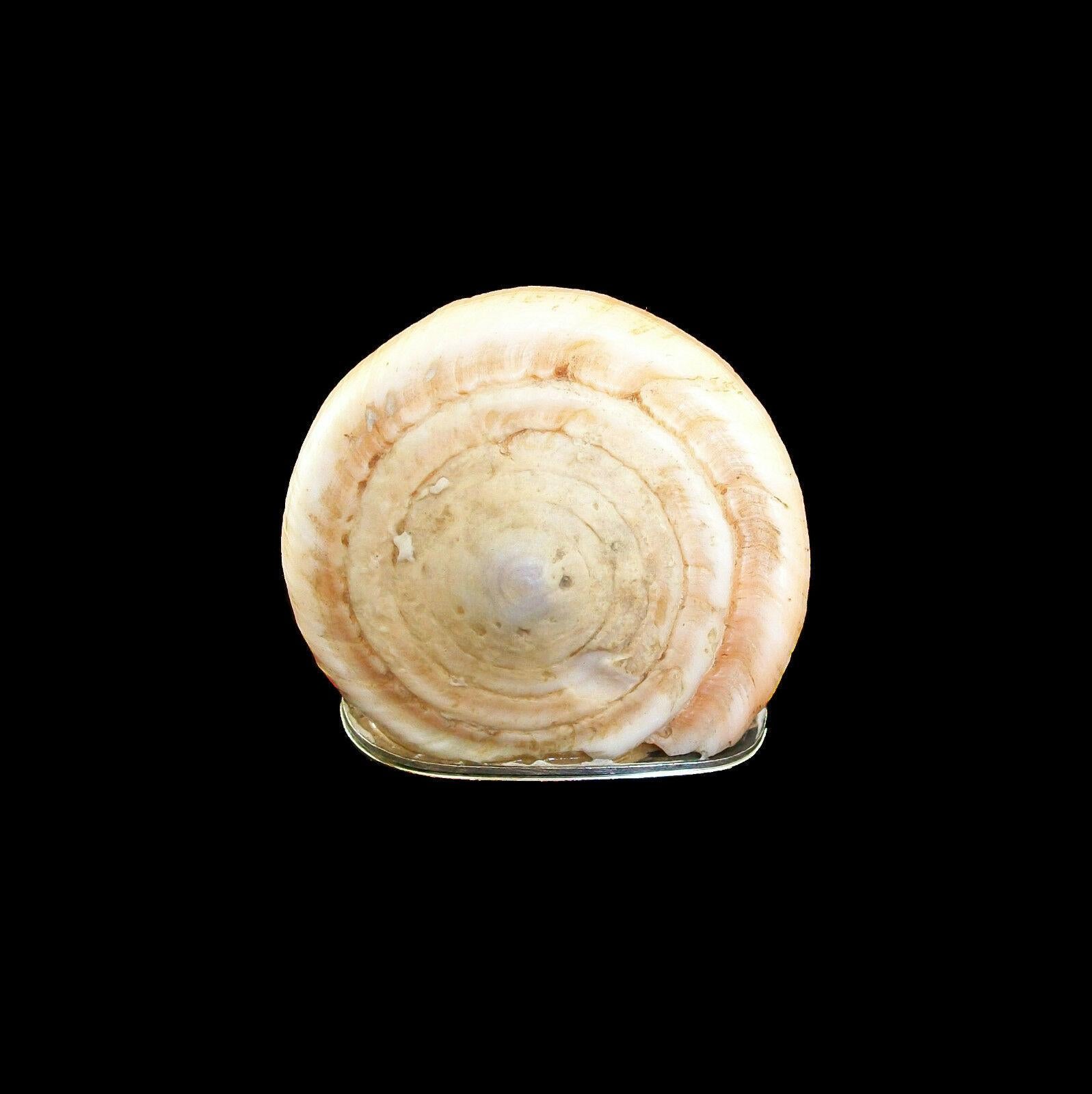 Boîte en forme de coquillage de Conus, montures en sterling, poinçonnée, Italie, 20e siècle en vente 1