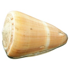 Conus-Muschelschachtel im Vintage-Stil, Fassungen aus Sterling, gestempelt, Italien, 20. Jahrhundert