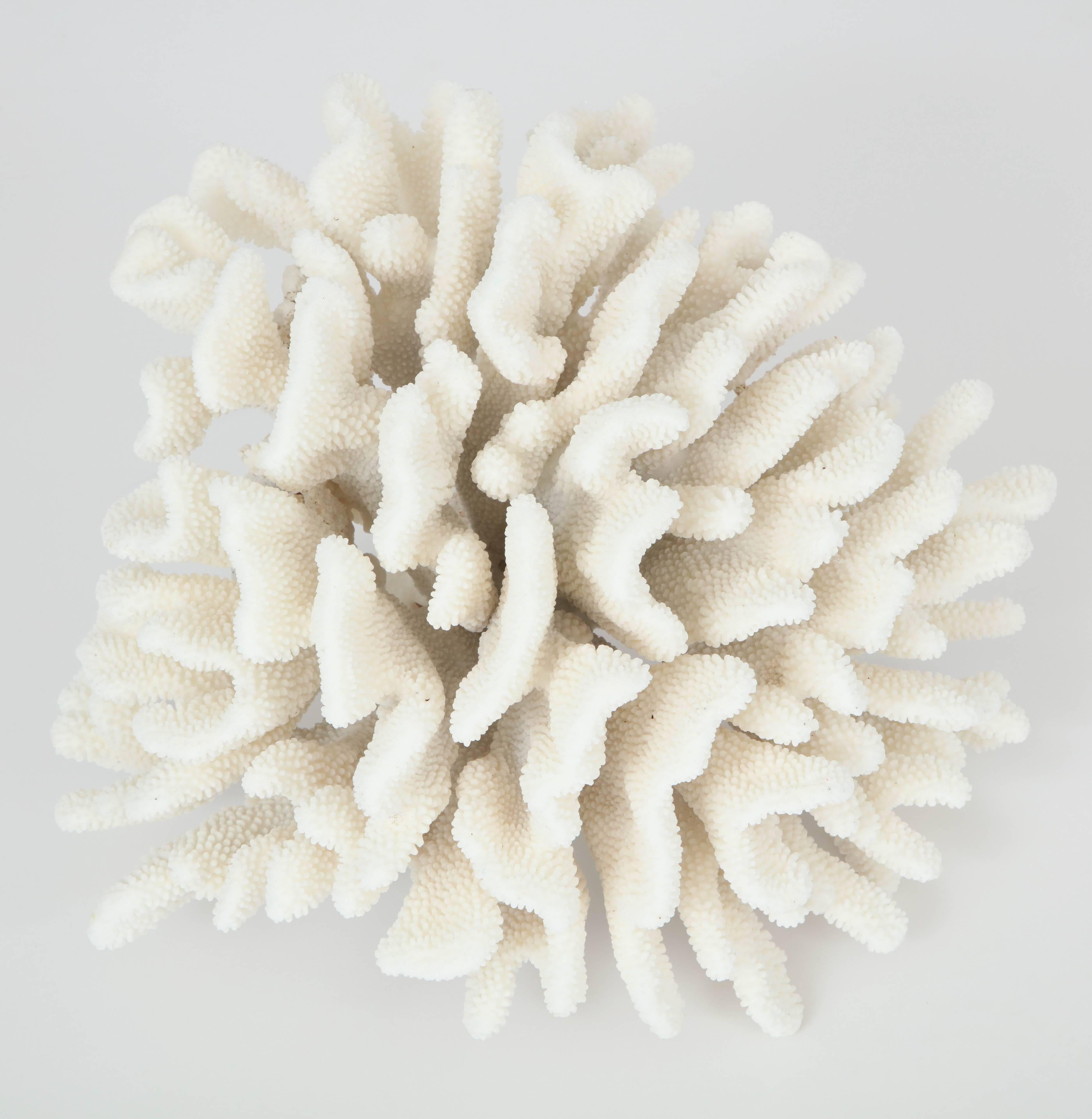 A very large vintage coral, circa 1970. Beautiful sculpture.