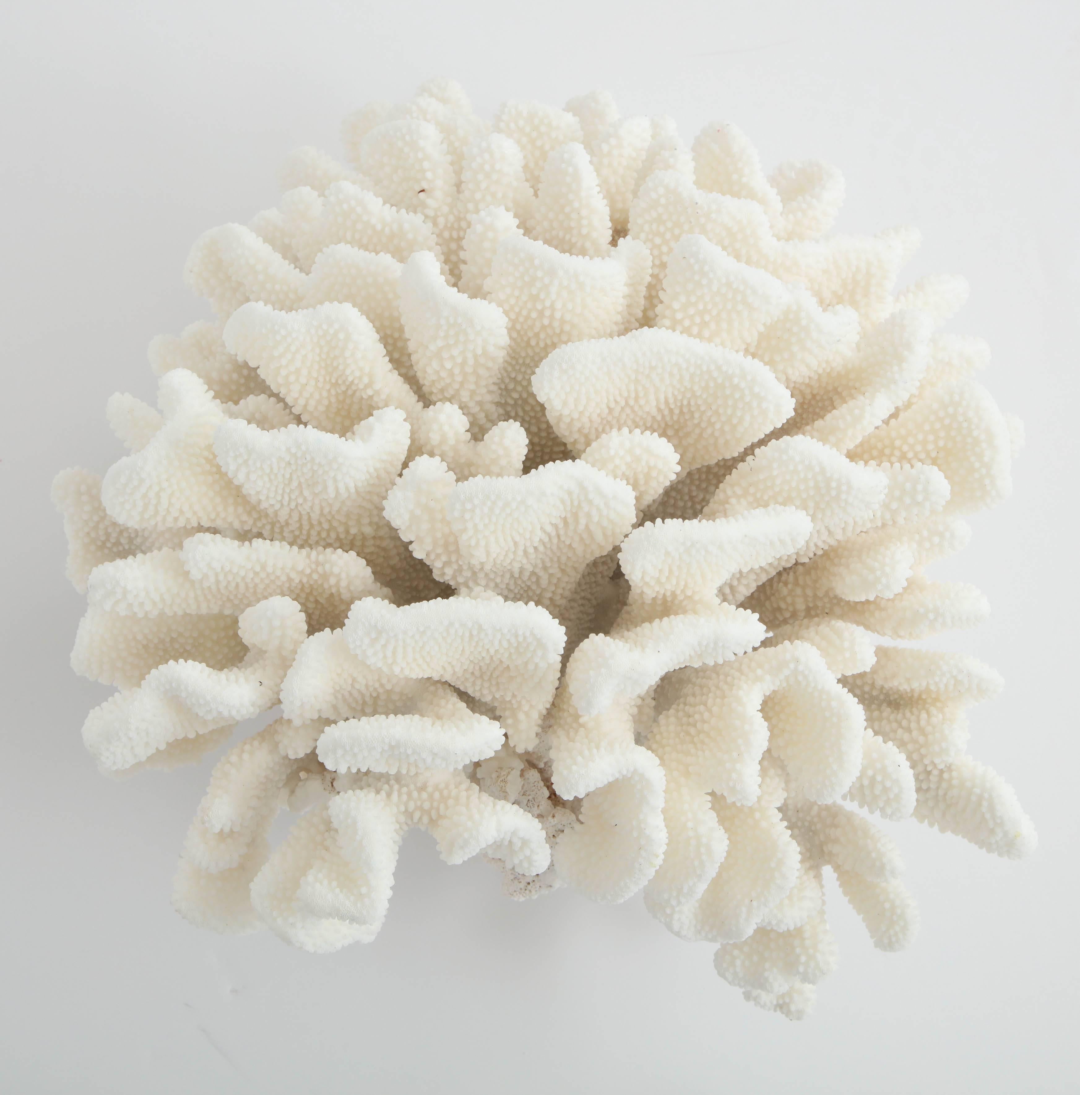 Organic Modern Vintage Coral, Large