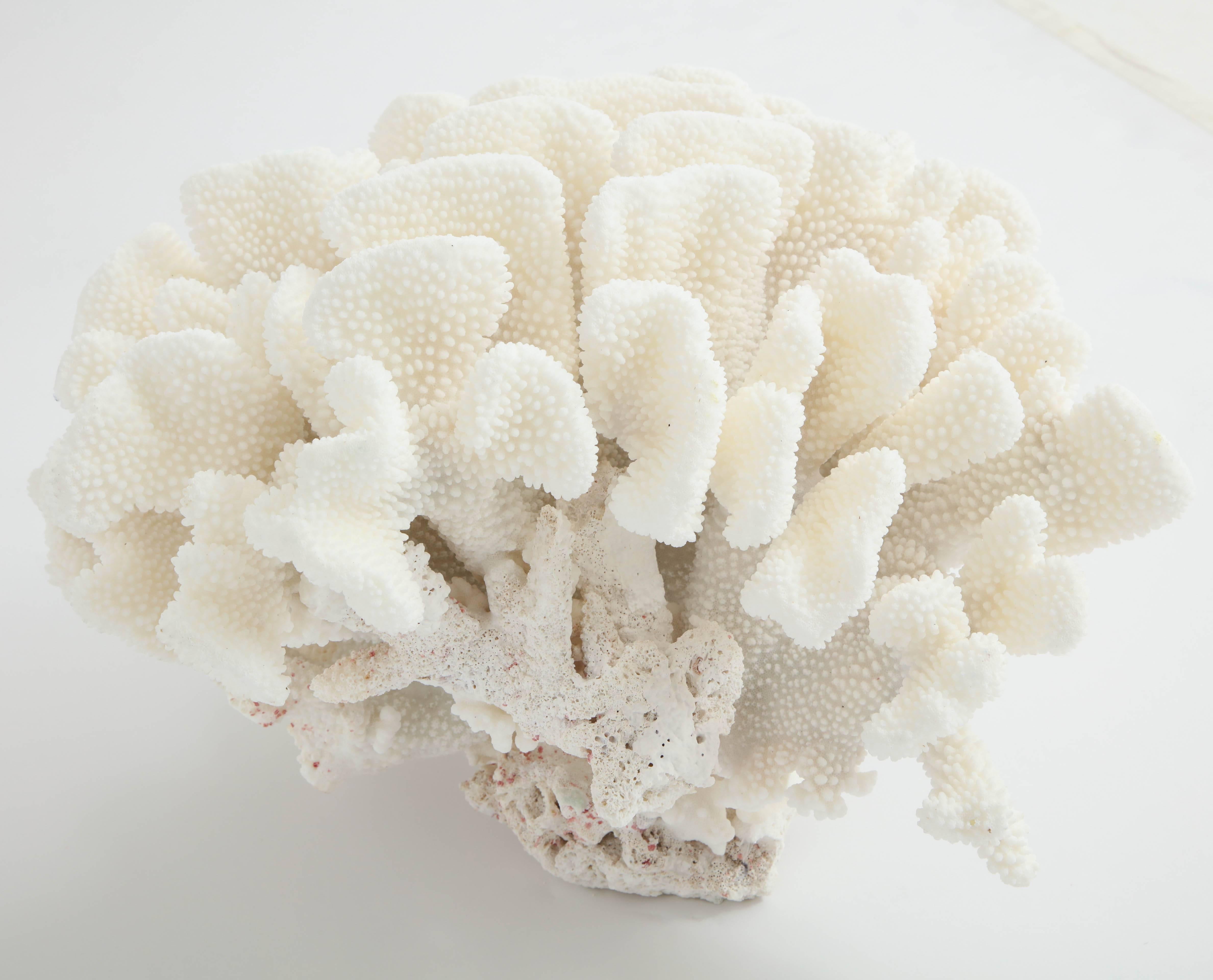 Other Vintage Coral, Large