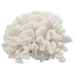 Vintage Coral, Large