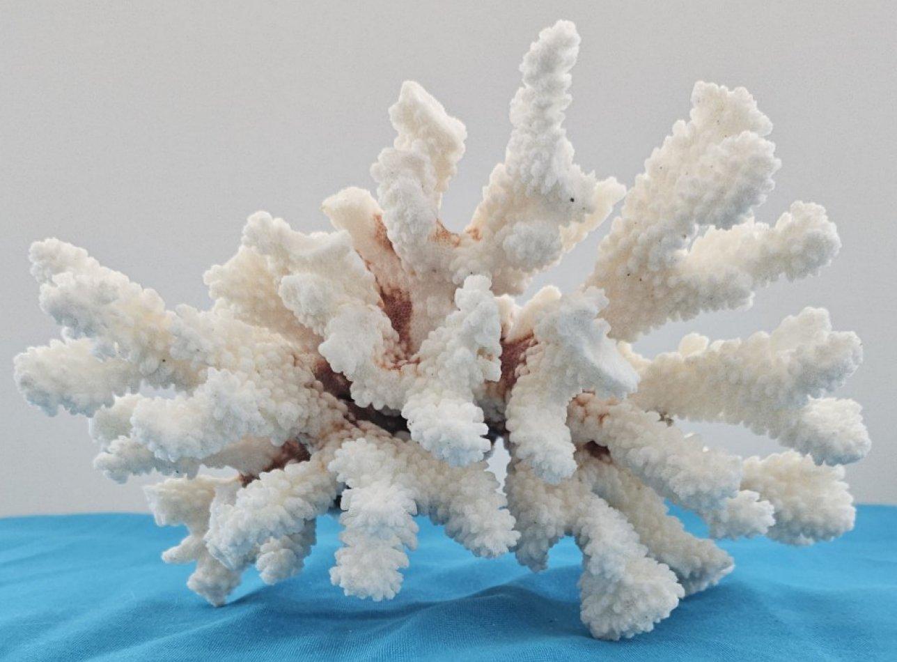 Corallo d'epoca, esemplare naturale vero (spedito solo negli USA) - Decorazioni da spiaggia in vendita 3
