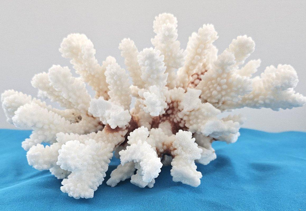 Corallo d'epoca, esemplare naturale vero (spedito solo negli USA) - Decorazioni da spiaggia 
Si tratta di un grazioso pezzo di natura per la casa o l'ufficio di un amante dell'oceano o della spiaggia. Misura circa 9 x 5,5 x 5 pollici.
Poiché questo