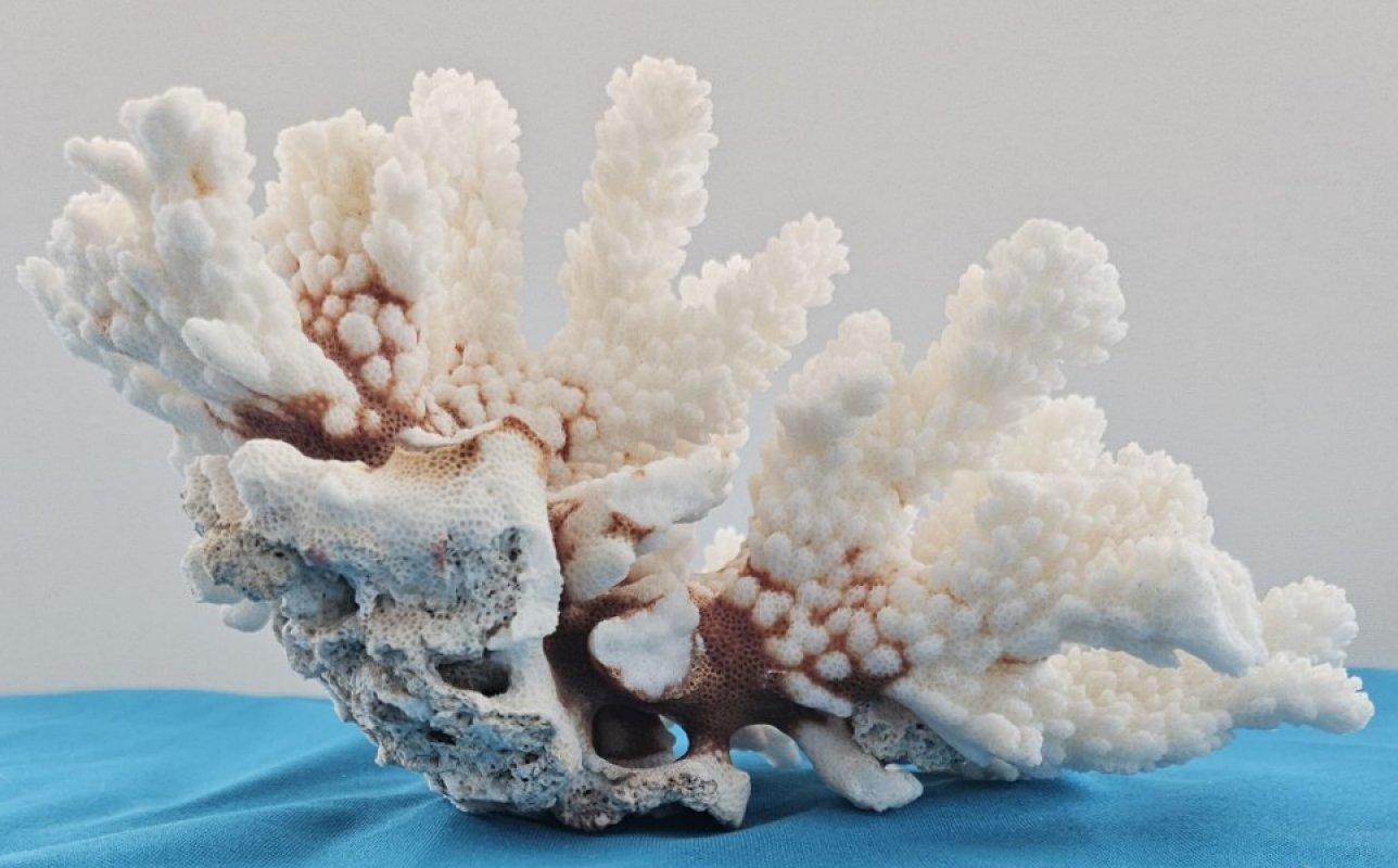 XX secolo Corallo d'epoca, esemplare naturale vero (spedito solo negli USA) - Decorazioni da spiaggia in vendita