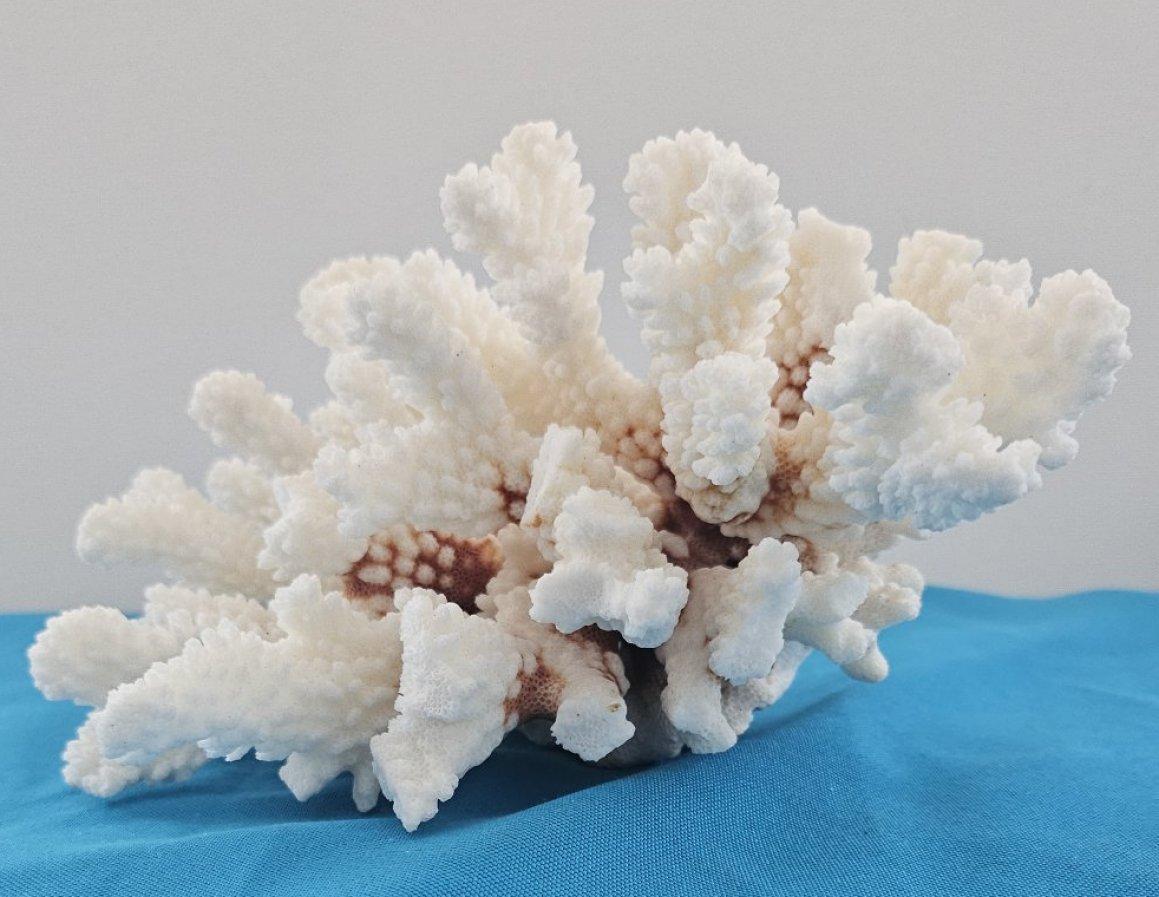 Corallo d'epoca, esemplare naturale vero (spedito solo negli USA) - Decorazioni da spiaggia in vendita 1