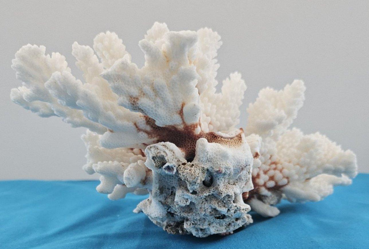 Corallo d'epoca, esemplare naturale vero (spedito solo negli USA) - Decorazioni da spiaggia in vendita 2