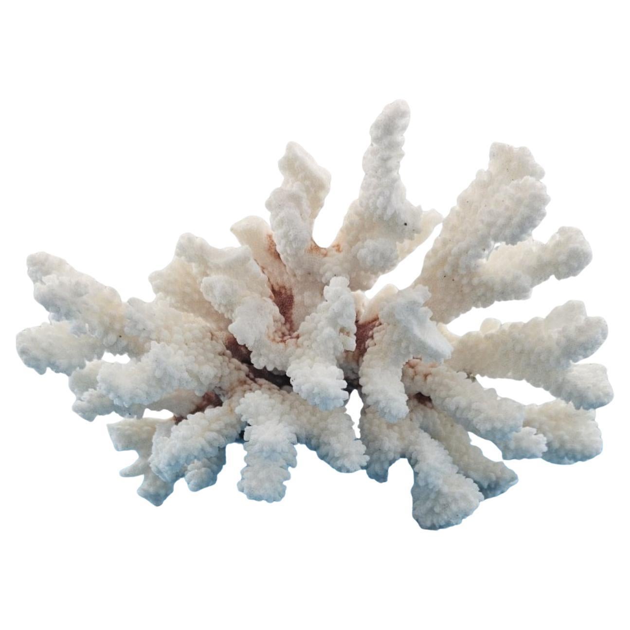 Vintage Coral, echtes, natürliches Exemplar (nur in den USA erhältlich) - Stranddekoration