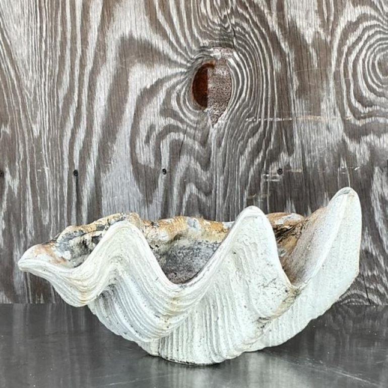 Résine Coquillage Clam Costal Gigas en résine en vente