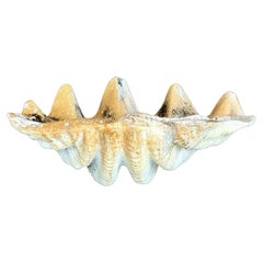 Coquillage Clam Costal Gigas en résine