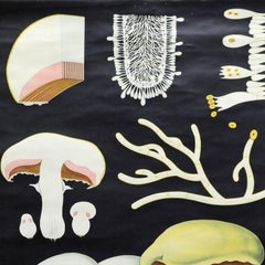 Vintage Cottagecore Jung Koch Quentell Wallchart Mushroom Rollable Poster Print