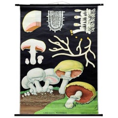 Retro Cottagecore Jung Koch Quentell Wallchart Mushroom Rollable Poster Print