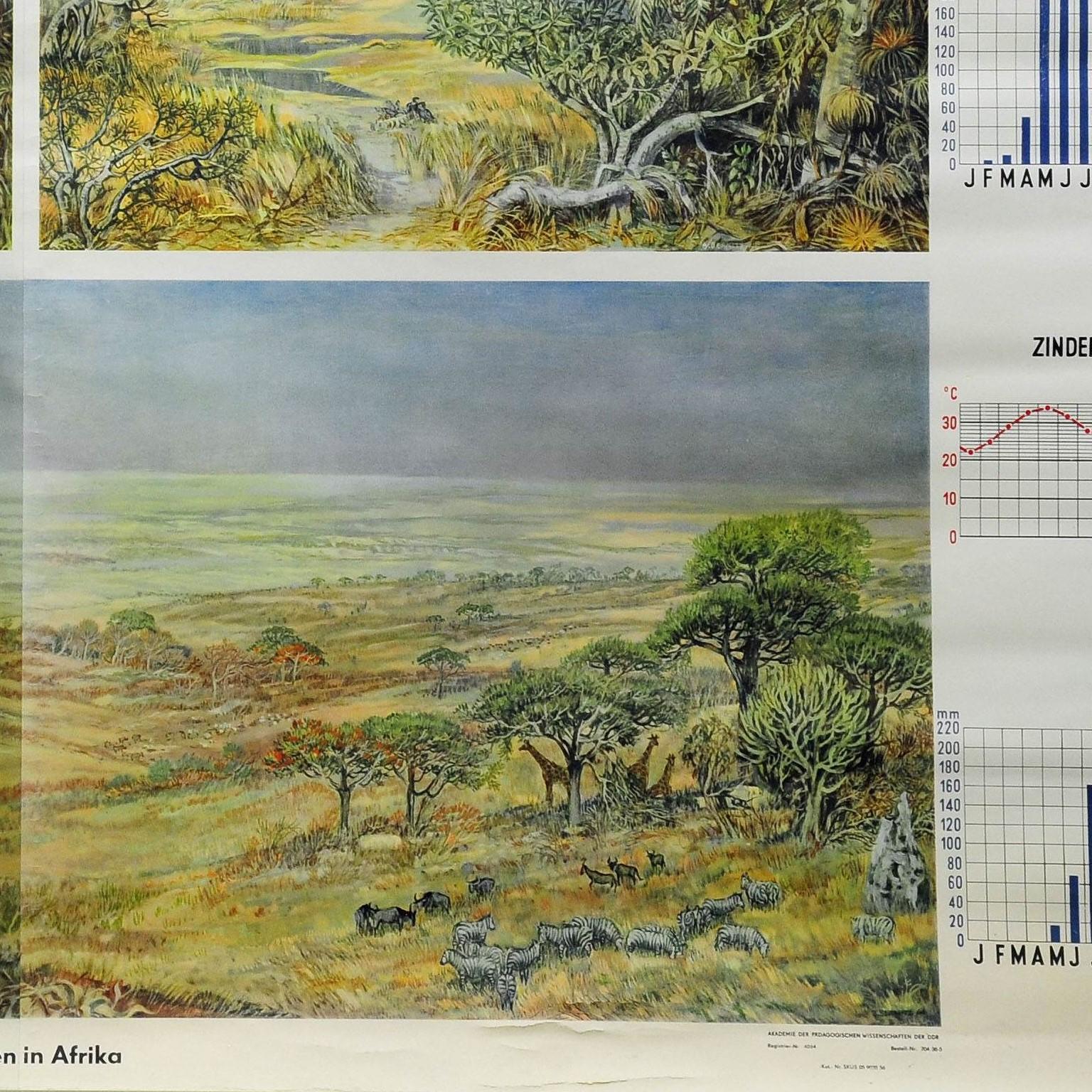 German Vintage Cottagecore Rollable Wallchart Africa Savanna Landscape Weather Seasons For Sale