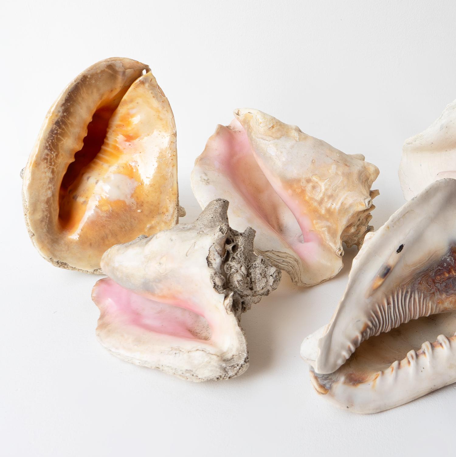 VINTAGE SHELL COLLECTION

Consisting of five large shells collected by the same family over the first half of the 20th century. Circa 1920s-1960s. 

Selection of Queen Conch, Cassis, and Helmet Shells. The largest is roughly 11” long three are