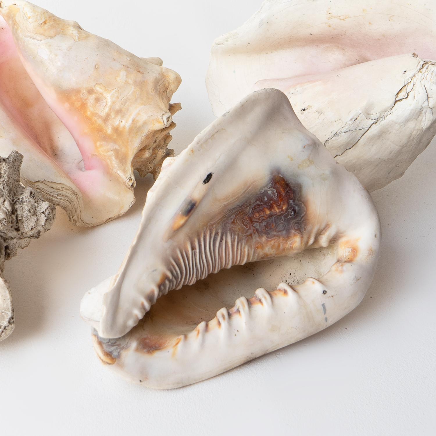 Vintage Country House Shell Collection, Large Conch, Cassis, Helmet Shells In Good Condition In Bristol, GB