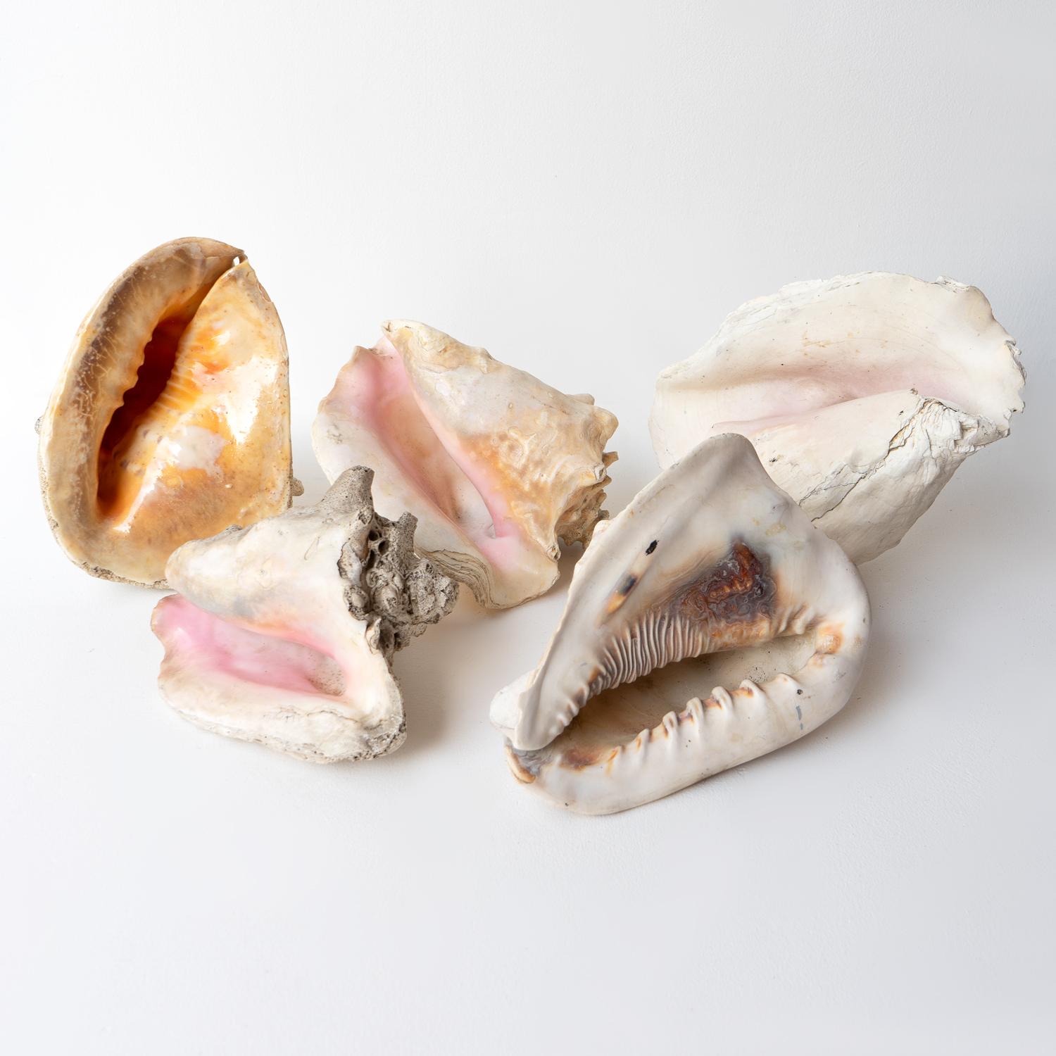 20th Century Vintage Country House Shell Collection, Large Conch, Cassis, Helmet Shells