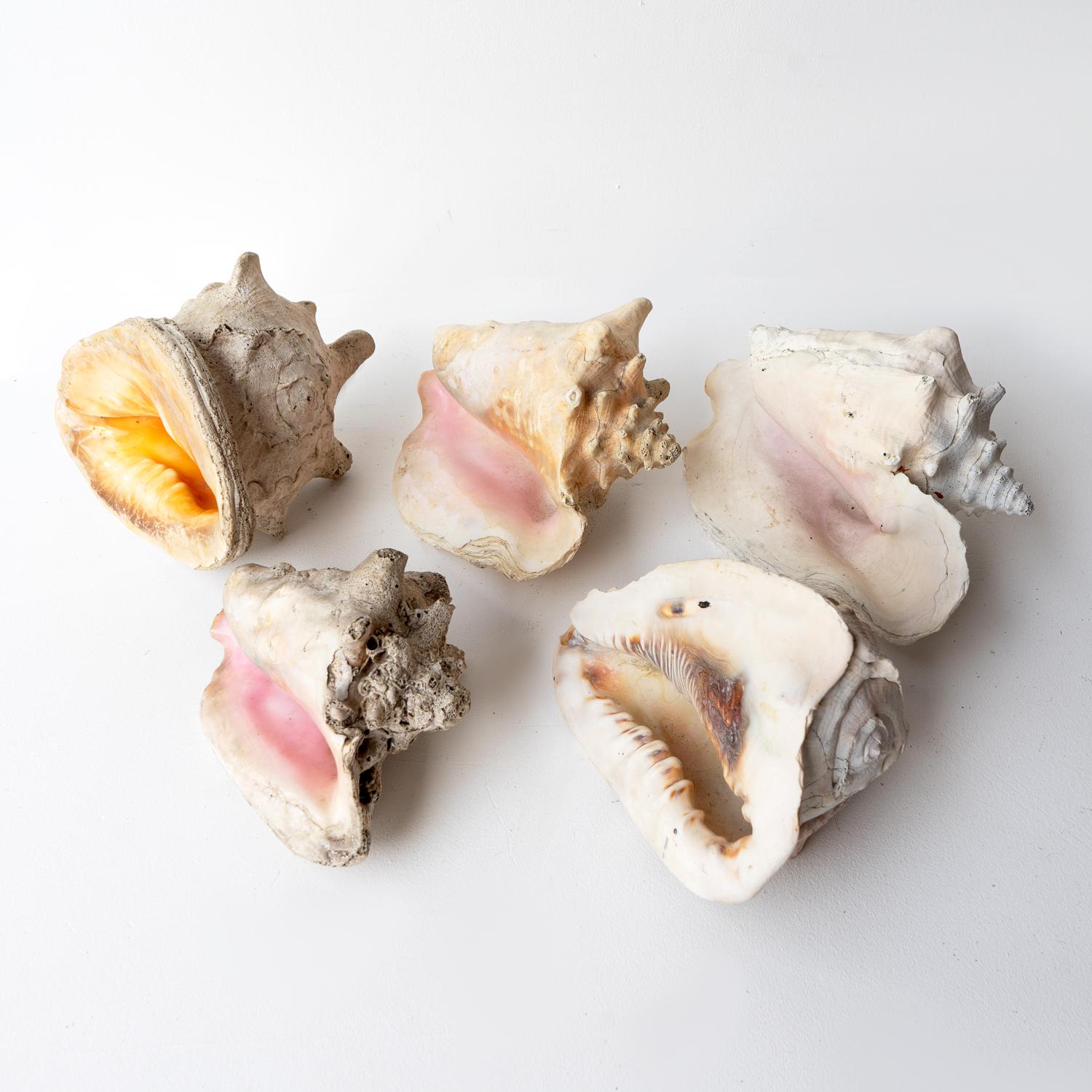 Vintage Country House Shell Collection, Large Conch, Cassis, Helmet Shells 1