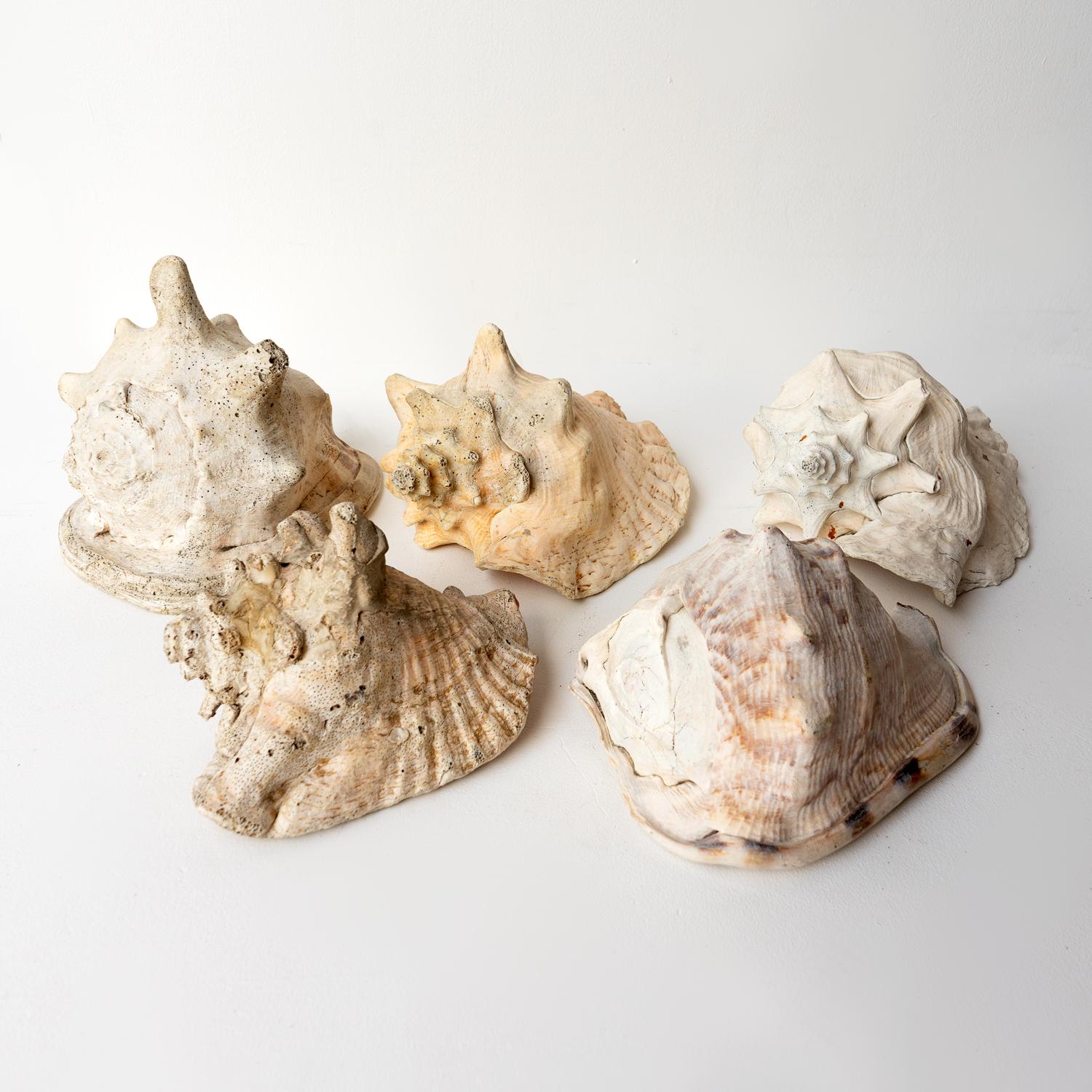 Vintage Country House Shell Collection, Large Conch, Cassis, Helmet Shells 2