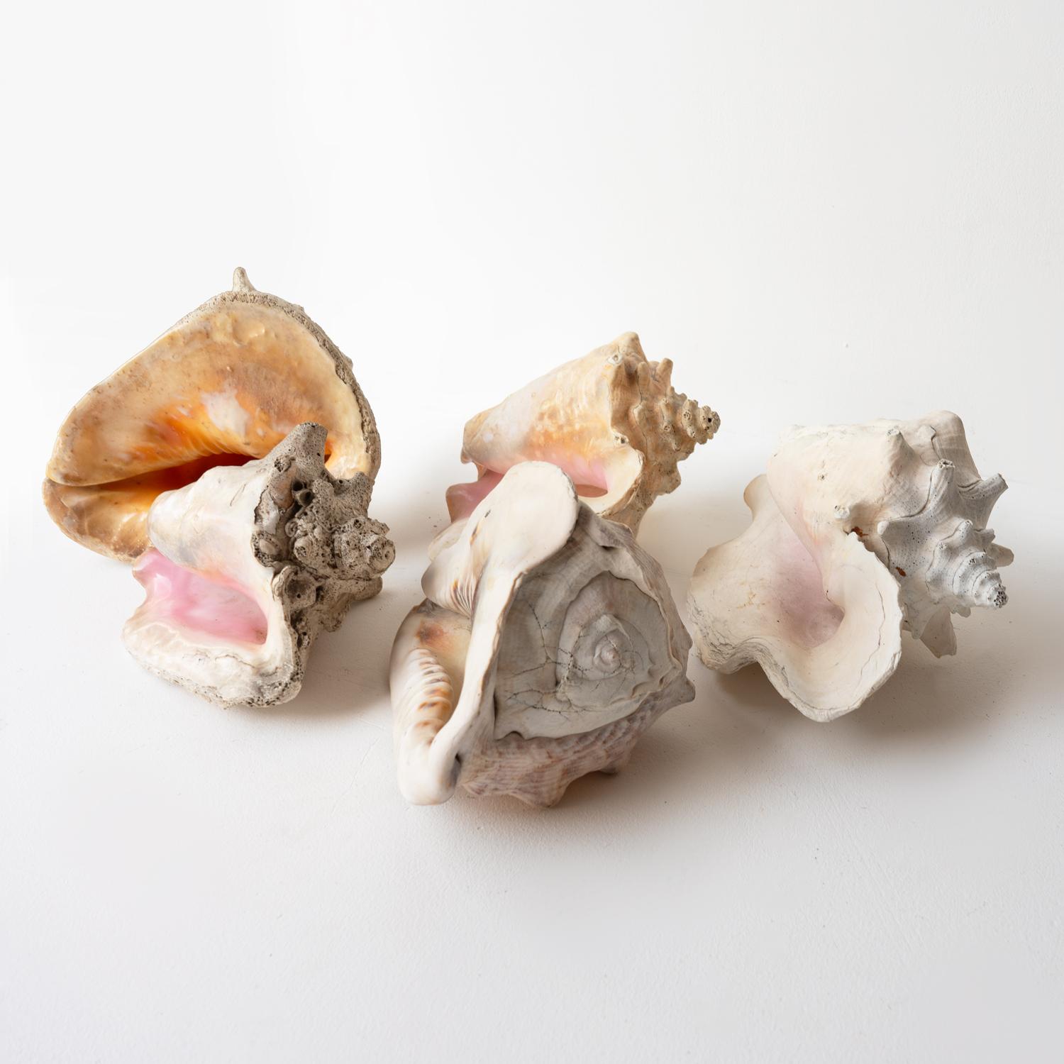 Vintage Country House Shell Collection, Large Conch, Cassis, Helmet Shells 5