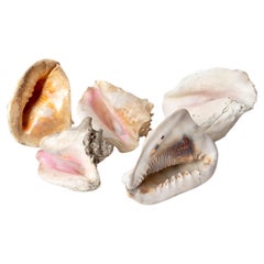 Vintage Country House Shell Collection, Large Conch, Cassis, Helmet Shells