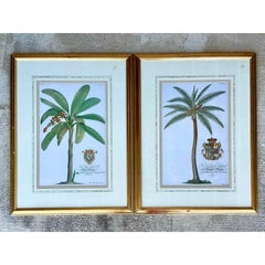 Vintage Crested Palm Etchings - A Pair