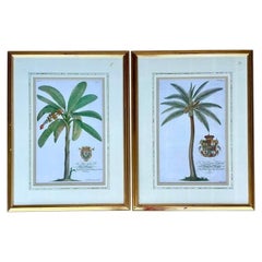 Vintage Crested Palm Etchings - A Pair