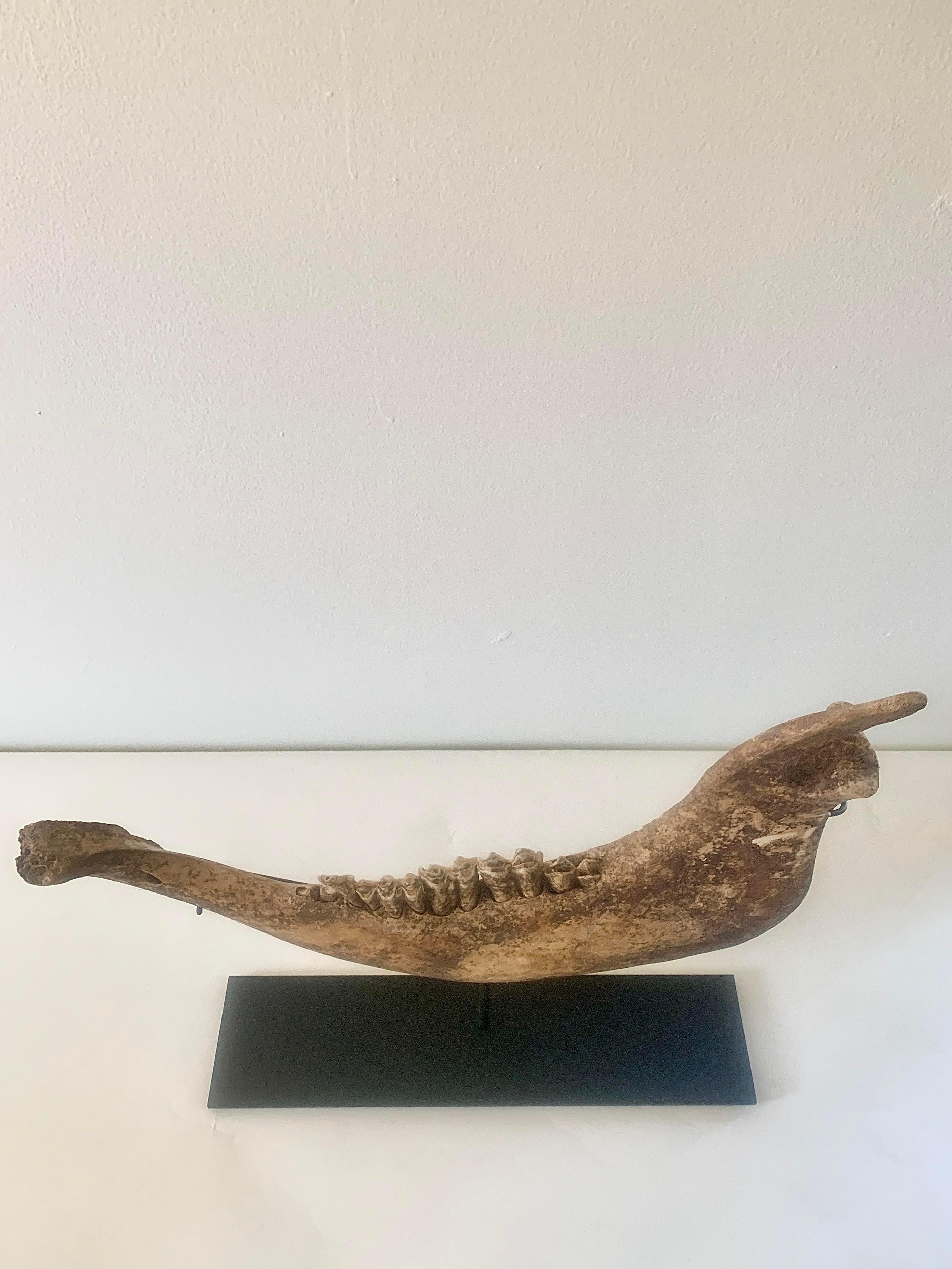 A vintage cow jaw mounted on a custom black steel stand, perfect for the curiosity cabinet.

USA, Mid-20th century

Measures: 14.75