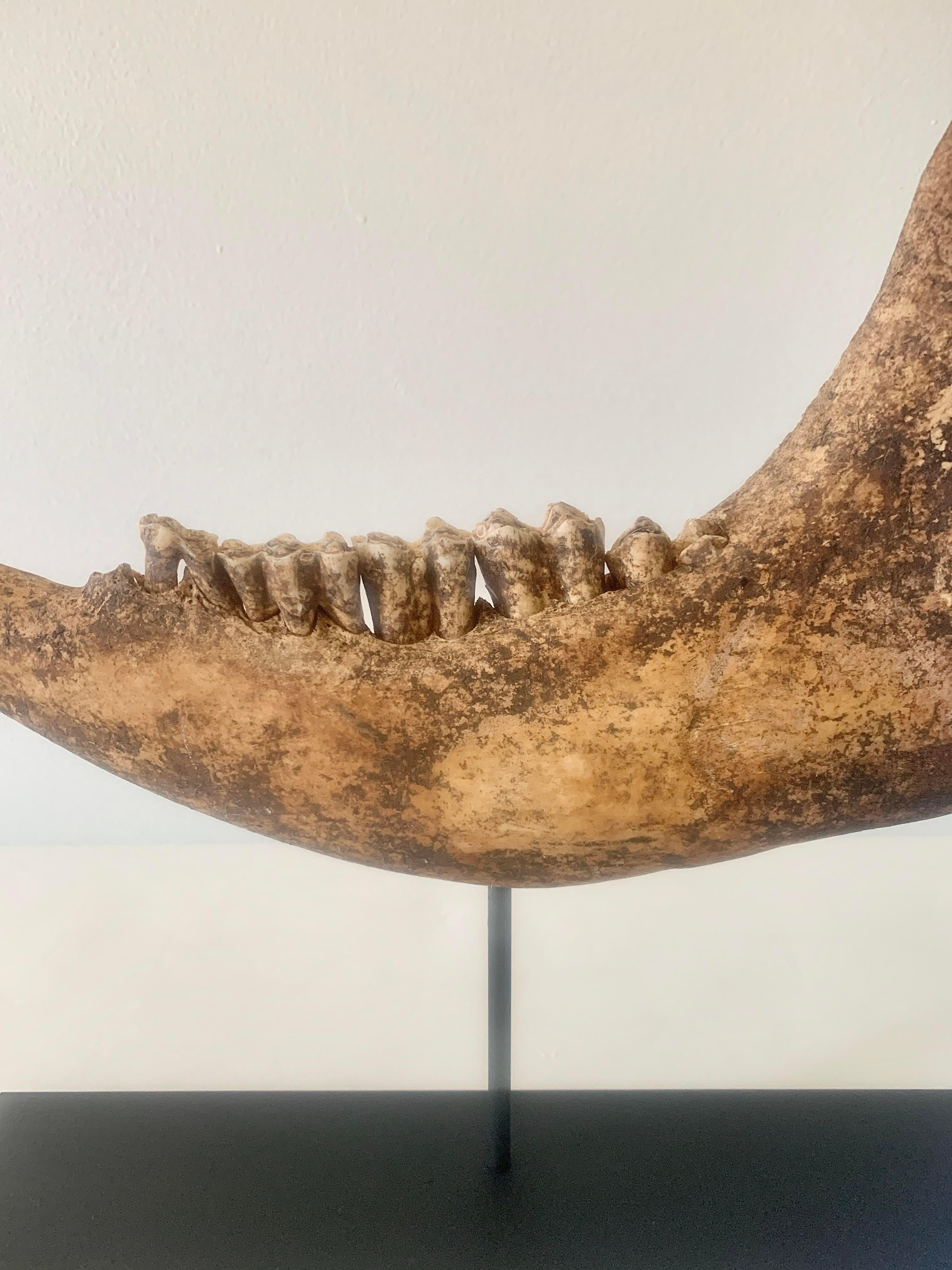 Gabinetto delle curiosità d'epoca Mascella di mucca su supporto personalizzato In condizioni buone in vendita a Elkhart, IN