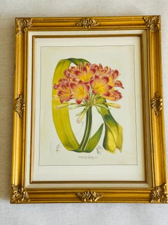 Vintage de Houte Botanical Chromolithograph in Gold Frame