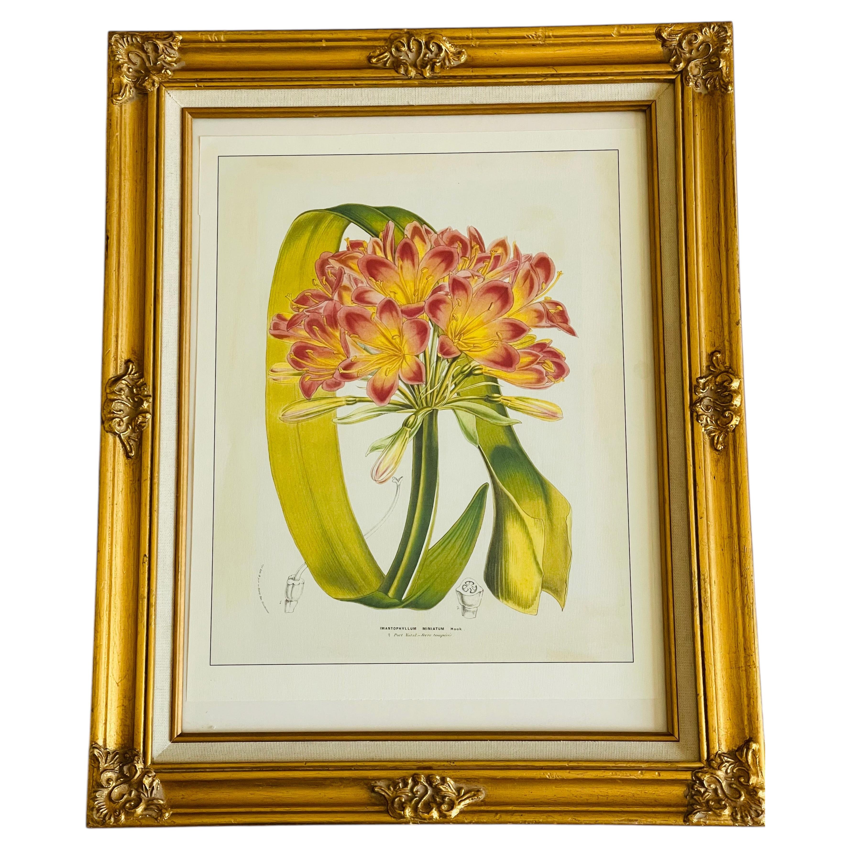 Vintage de Houte Botanische Chromolithographie in Goldrahmen