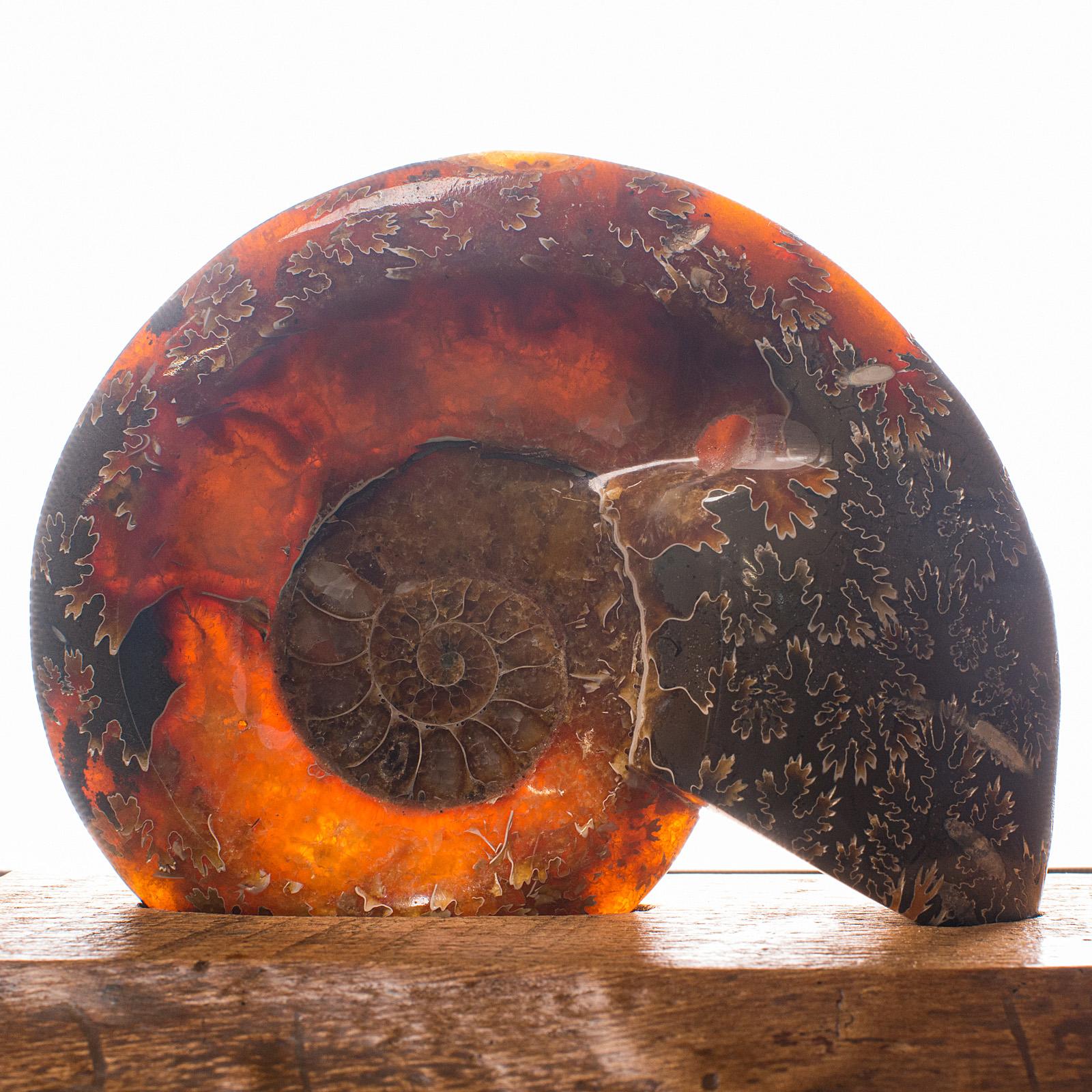 Vintage Decorative Ammonite, African, Opalized Fossil, Display, Specimen, C.1970 For Sale 3