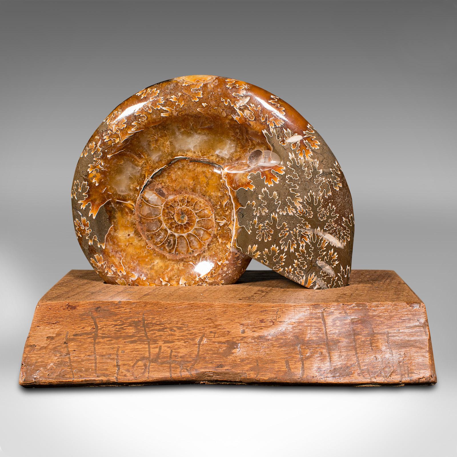 This is a vintage decorative ammonite. An African, opalized fossil on display plinth, dating to millions of years ago, polished and presented, circa 1970. 

Natural beauty and decorative interest to this striking fossil specimen
Displays a