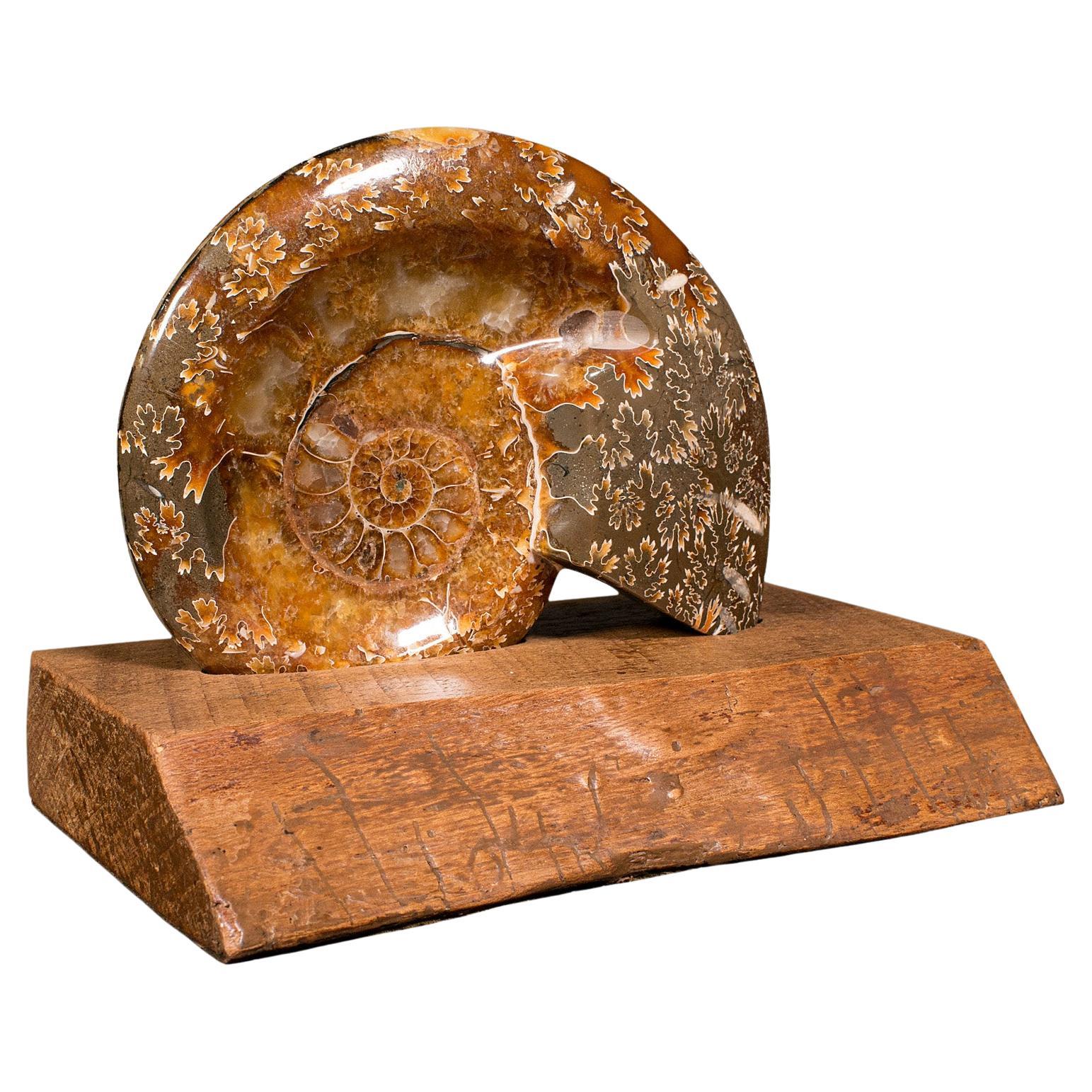 Ammonite décorative vintage africaine, fossile opalisé, exposition, spécimen, vers 1970