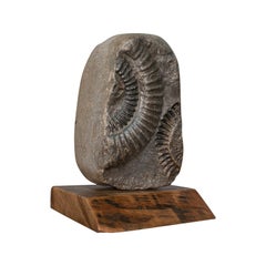 Vintage Decorative Ammonite, Fossil, Geological, Ornament, Natural History, Oak