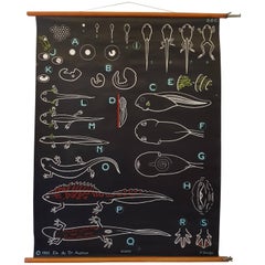 Vintage, Decorative Dr Auzoux Sougy Pull Down School Wall Chart, Botanical