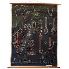 Vintage, Decorative Dr Auzoux Sougy Pull Down School Wall Chart, Botanical