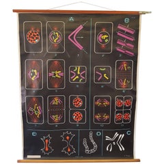 Vintage, Decorative Dr Auzoux Sougy Pull Down School Wall Chart, Botanical