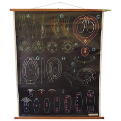 Vintage, Decorative Dr Auzoux Sougy Pull Down School Wall Chart, Botanical