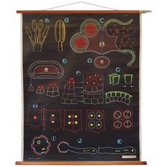 Vintage, Decorative Dr Auzoux Sougy Pull Down School Wall Chart, Botanical