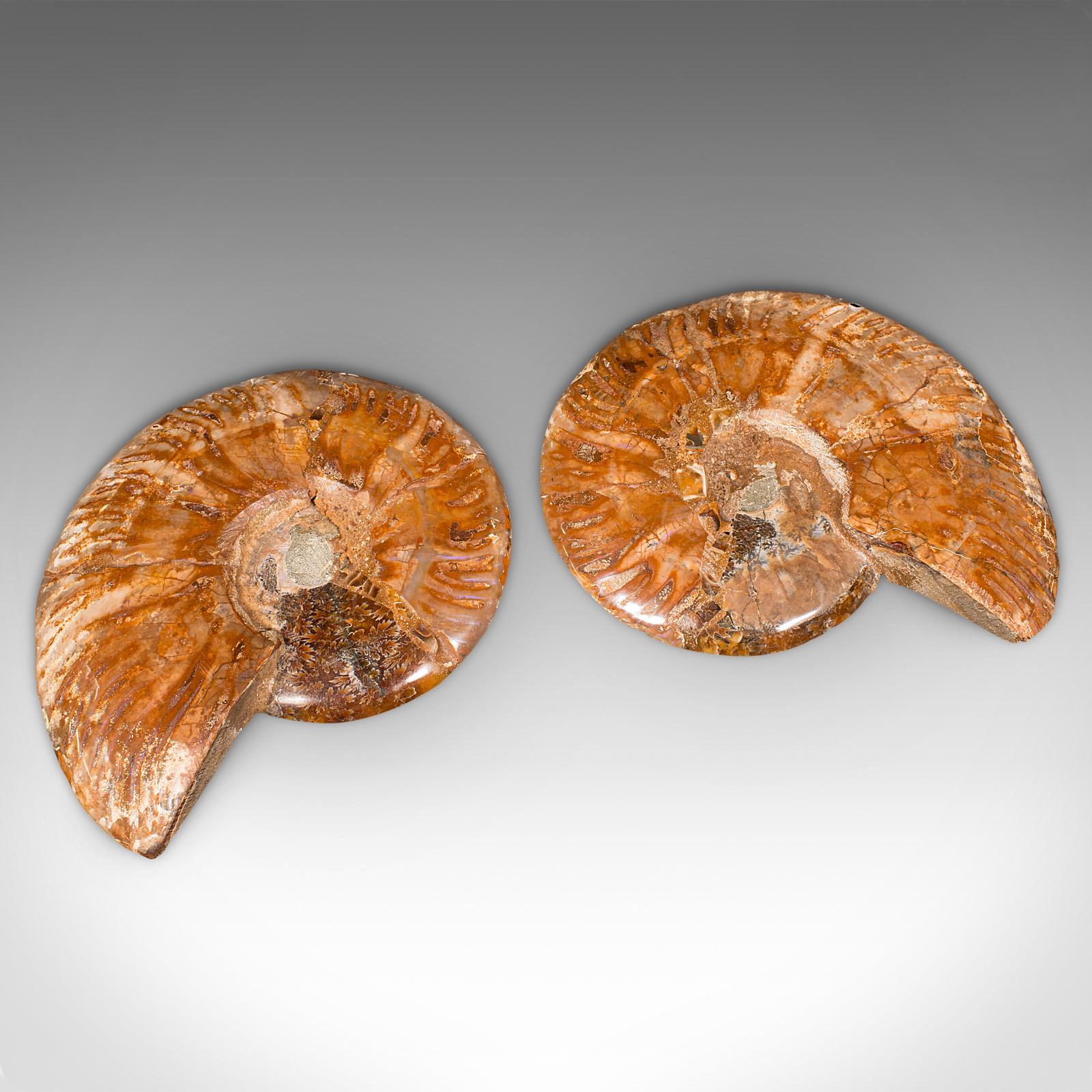 Vintage Decorative Halved Ammonite, African, Fossil, Display Plinth, Cretaceous For Sale 2