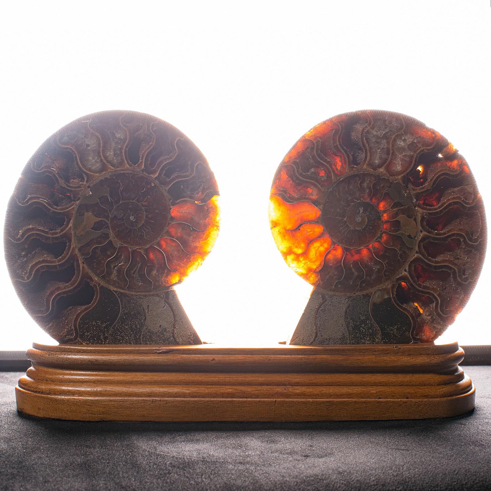 Vintage Decorative Halved Ammonite, African, Fossil, Display Plinth, Cretaceous For Sale 4