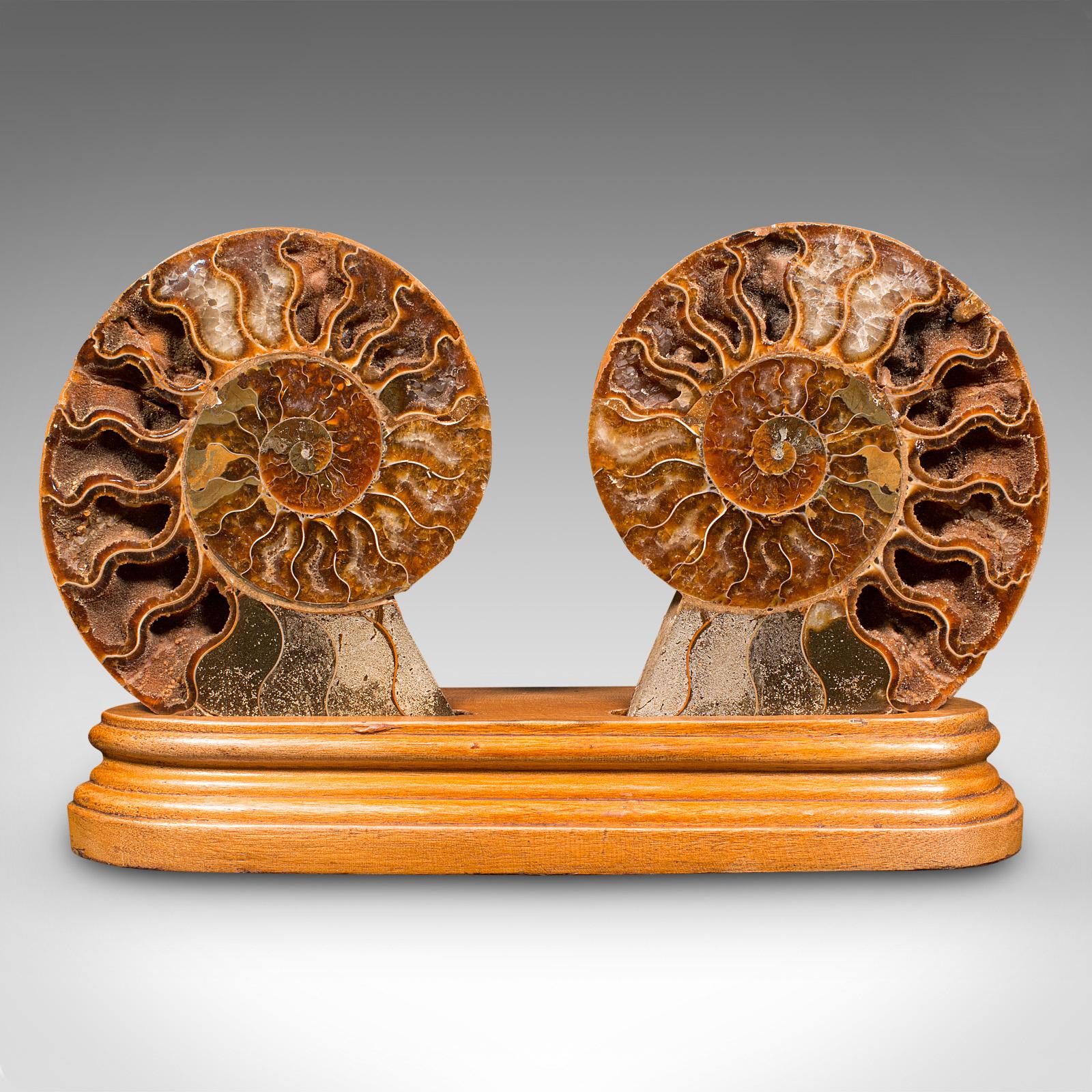 This is a vintage decorative halved ammonite. An African, opalized fossil on display plinth, dating to Cretaceous period millions of years ago, polished and presented circa 1970. 

Delightful example with a dual view of the fascinating fossil