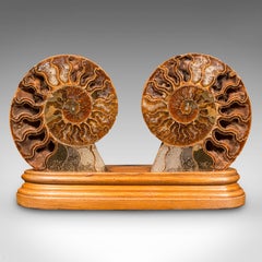 Vintage Decorative Halved Ammonite, African, Fossil, Display Plinth, Cretaceous