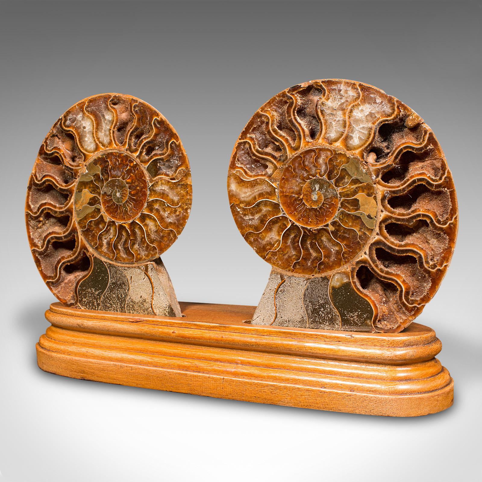 ammonite fossil display stand