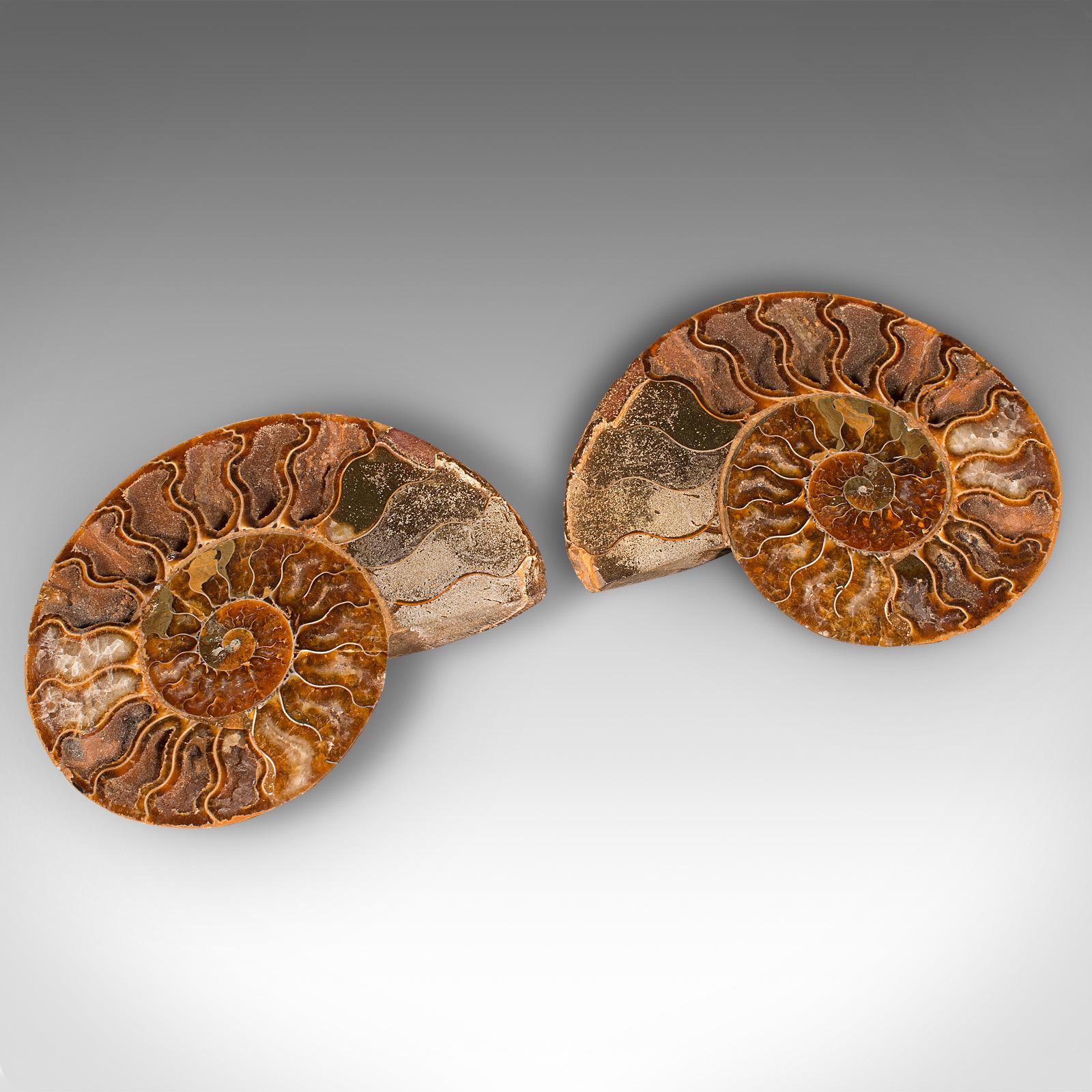 Vintage Decorative Halved Ammonite, African, Fossil, Display Plinth, Cretaceous For Sale 1