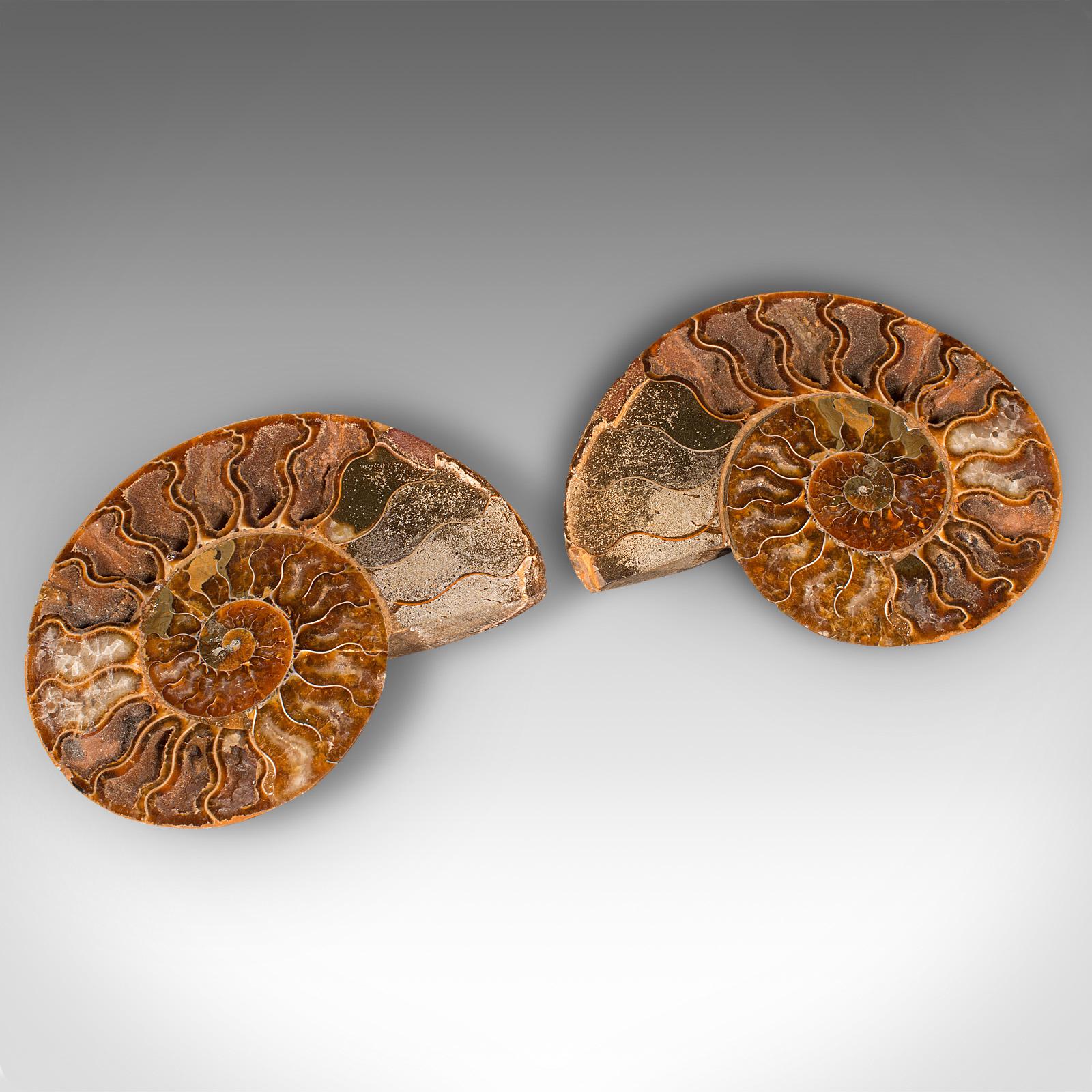 Ammonite dimezzata decorativa d'epoca, africana, fossile, zoccolo da esposizione, cretaceo in vendita 2