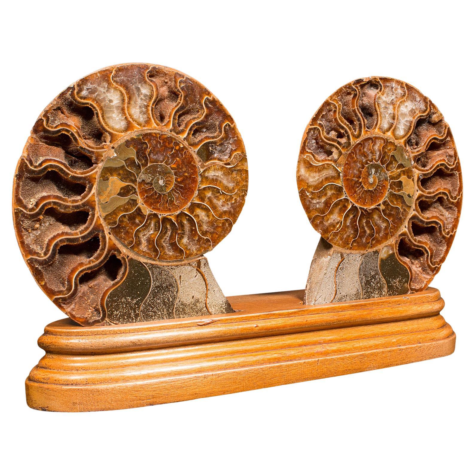 Ammonite vintage décorative dos nu, africaine, fossile, socle d'exposition, crête